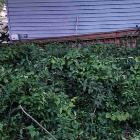 Bush Trimming by Dutch Fork Lawn Care reviewed on June 15, 2026
