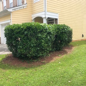 Bush Trimming by Al eco lawn reviewed on August 17, 2025