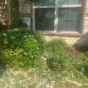 Bush Trimming by Vincent Landscaping Corp reviewed on November 8, 2025