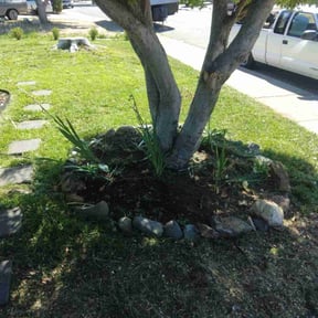 Bush Trimming by The Boom Bros Lawn &amp; Garden reviewed on October 24, 2025