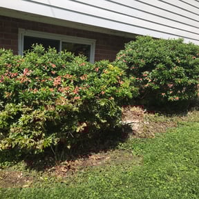 Bush Trimming by JD's lawn care services reviewed on August 16, 2025