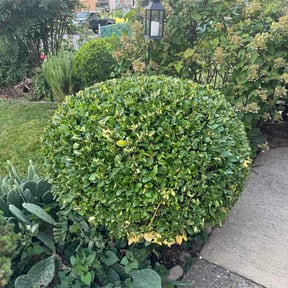 Bush Trimming by Gs lawn care reviewed on August 26, 2026