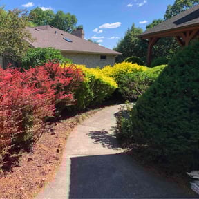 Bush Trimming by SureStep Quality Services reviewed on August 15, 2025