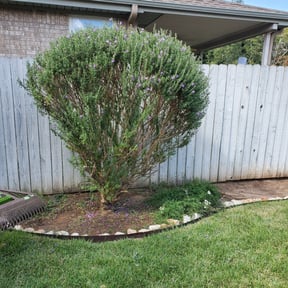 Bush Trimming by Clean and Green Landscaping and Maintenance reviewed on August 19, 2025