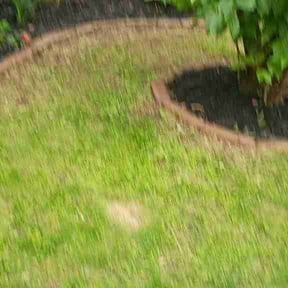 Flower Bed Weeding by Guy W!ta Truck reviewed on May 25, 2026