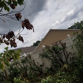 Bush Trimming by MJ Lawn reviewed on August 18, 2025