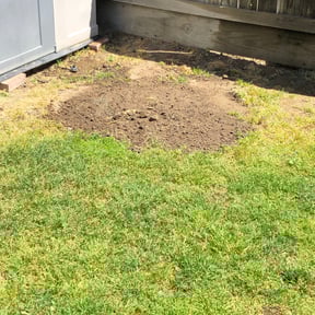 Bush Trimming by Countryside lawn and garden reviewed on August 16, 2025