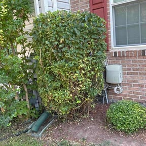 Bush Trimming by Together Family Landscapes LLC reviewed on July 5, 2026