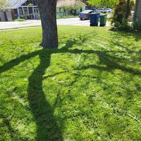 landscaping services by Supreme Lawn Care reviewed on August 20, 2025