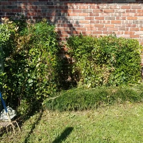 Bush Trimming by It's Done Landscaping and More, LLC reviewed on August 21, 2025