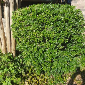 Bush Trimming by Watson Yard Works reviewed on August 20, 2025