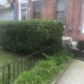 Bush Trimming by Grasman LLC reviewed on August 21, 2025