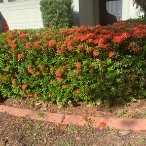 Bush Trimming by Yard Solutions reviewed on August 15, 2025