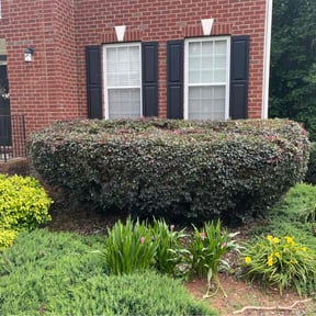 Bush Trimming by Razor Sharp Land Care reviewed on August 17, 2025