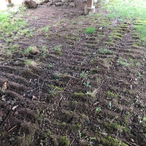 Leaf Removal by Sky Lawns reviewed on September 17, 2025