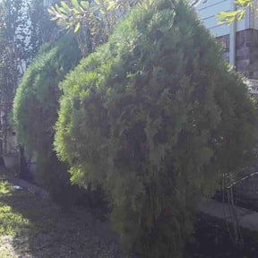 Bush Trimming by B&t lawn servicee reviewed on August 19, 2025