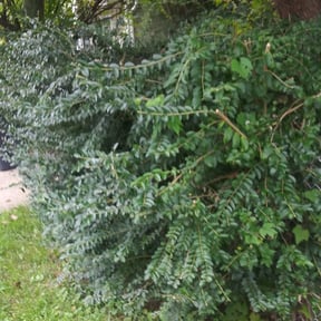 Bush Trimming by Mightyfine professional services reviewed on August 17, 2025
