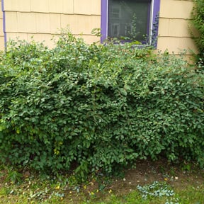 Bush Trimming by Juan Carlos Garcia reviewed on August 20, 2025