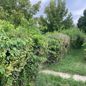 Bush Trimming by Heaven&amp;Jade lawn service reviewed on August 22, 2026