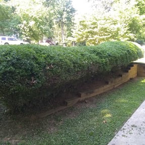 Bush Trimming by Two brothers Masons and Landcape inc. reviewed on August 20, 2025