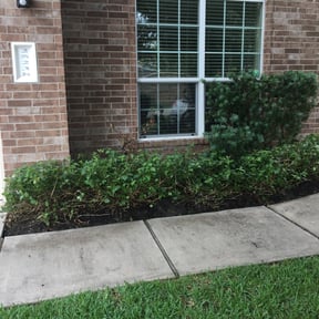 Bush Trimming by Eastward Landscaping reviewed on August 21, 2025