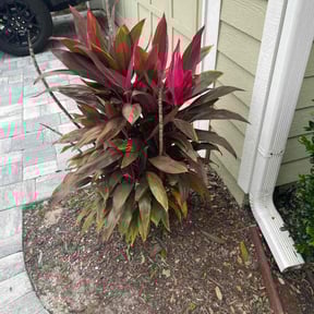 Flower Bed Weeding by Meridian Management Group LLC reviewed on December 15, 2025