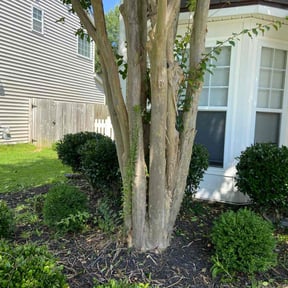 Bush Trimming by D. Nelsons Lawn Care, LLC reviewed on August 19, 2025