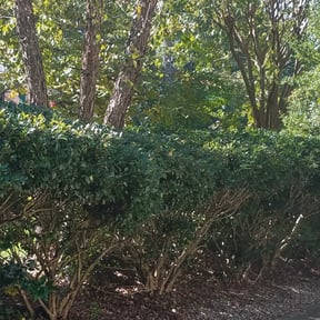 Bush Trimming by Banda Landscaping reviewed on August 21, 2025