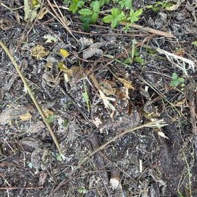 Bush Trimming by Budyful Grass &amp; Landscaping reviewed on October 22, 2025