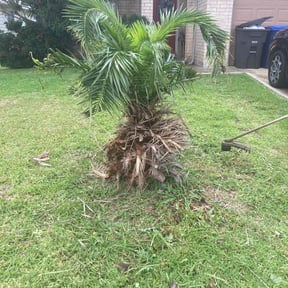 Bush Trimming by Rdubyews lawncare and Maintenance reviewed on August 17, 2025