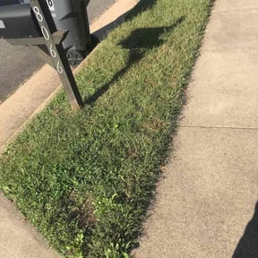 Bush Trimming by Green Day Lawn Service reviewed on August 20, 2025