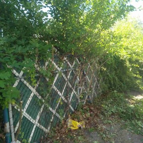 Bush Trimming by K&D land maintenance reviewed on August 18, 2025