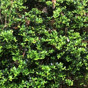 Bush Trimming by Crews Lawn Care reviewed on August 17, 2025