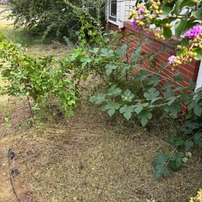 Flower Bed Weeding by BnB So. Cal reviewed on October 22, 2025