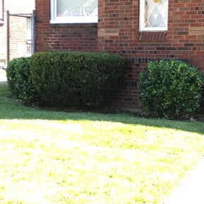 Bush Trimming by TwinEagleLandscaping reviewed on August 14, 2025