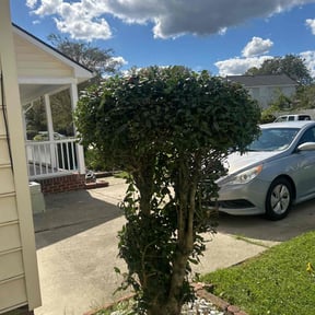 Bush Trimming by Texas Enviroscapes reviewed on November 19, 2025