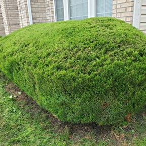 Bush Trimming by J&S Outdoor Maintenance LLC reviewed on August 21, 2025