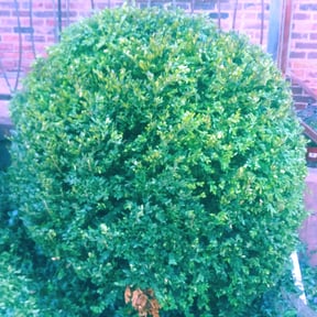 Bush Trimming by Express Innovations reviewed on August 15, 2025