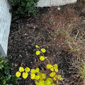Flower Bed Weeding by Christian Brothers Maintenance reviewed on December 3, 2025