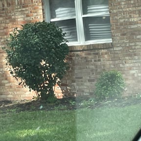 Bush Trimming by Sons bros and I lawn service reviewed on August 20, 2025