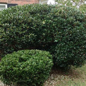Bush Trimming by Mother Nature Cuts LLC reviewed on September 16, 2025