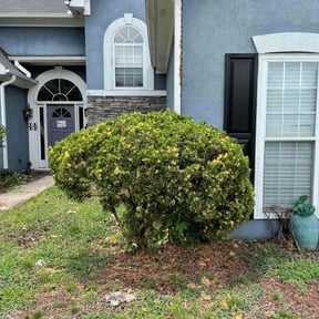 Bush Trimming by ATM reviewed on August 18, 2025