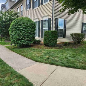 Bush Trimming by Groves Property Services reviewed on August 21, 2025