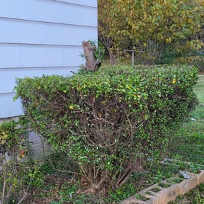 Bush Trimming by NRB Landscape Services reviewed on August 19, 2025