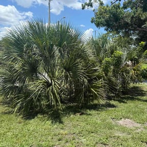 Bush Trimming by Hardwood Mulching reviewed on August 21, 2025