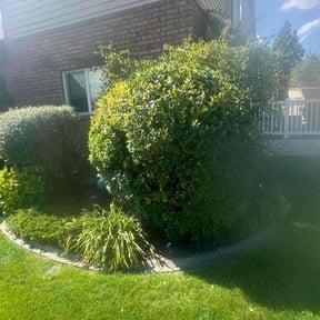 Bush Trimming by Patriot Lawn reviewed on November 7, 2025