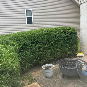 Bush Trimming by A&amp;L UpKeep reviewed on March 28, 2024