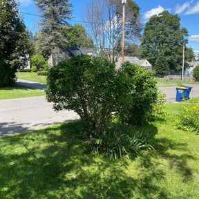 Bush Trimming by Lawnteck reviewed on August 19, 2025
