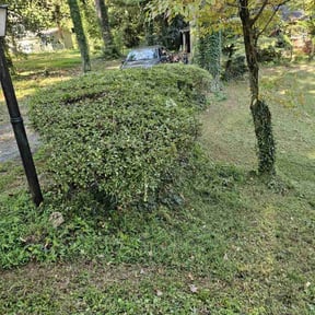 Bush Trimming by Orpez Handy Man reviewed on August 19, 2025