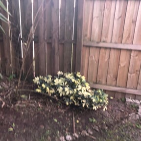Bush Trimming by KUT-ON-THE-GO reviewed on August 20, 2025